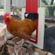 poultry farm automatic 11